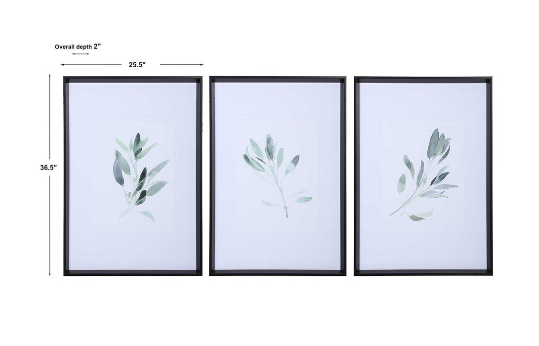 Simple Sage - Watercolor Prints (Set of 3) - White