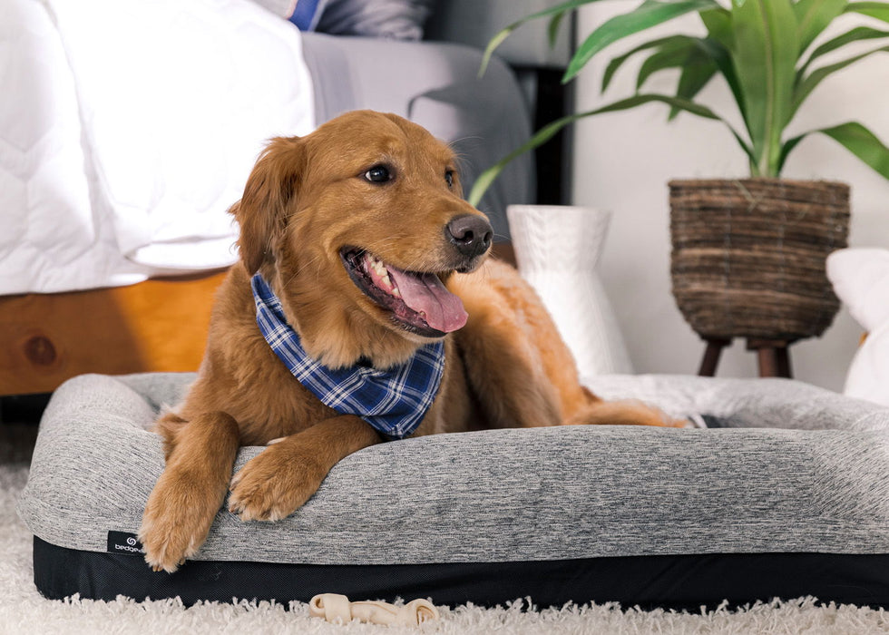 Performance - X-Large Dog Bed - Gray