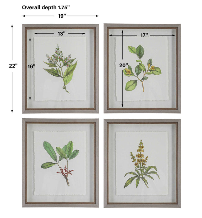 Wildflower Study - Framed Prints (Set of 4)