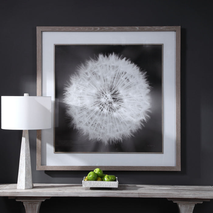 Dandelion Seedhead - Framed Print - Black