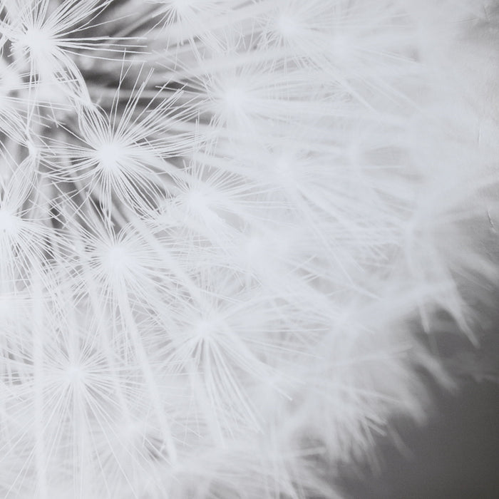 Dandelion Seedhead - Framed Print - Black