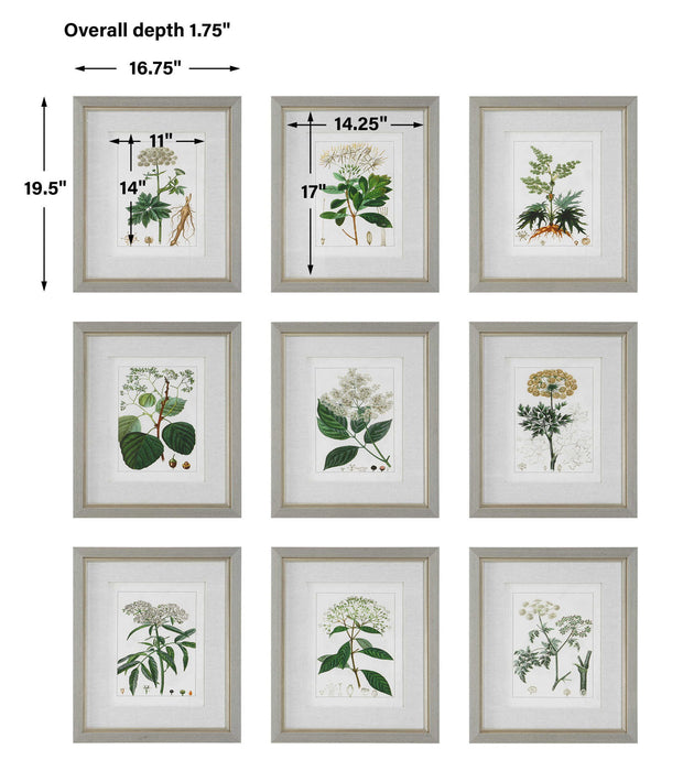 Antique - Botanicals Framed Prints (Set of 9)