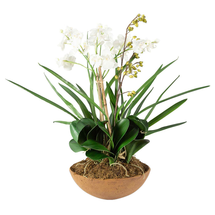 Moth Orchid - Planter - Green