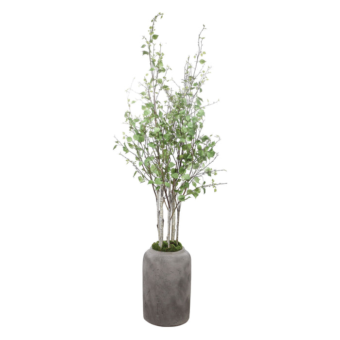 Aldis - Potted River Birch - Pearl Silver